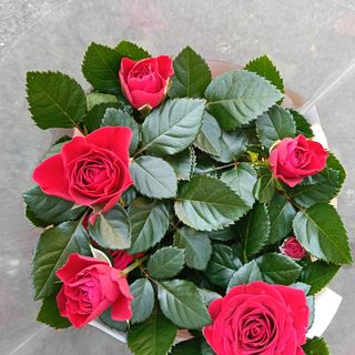 Rosa pianta