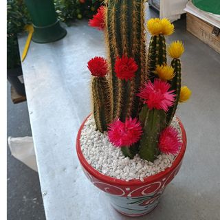 Cactus
