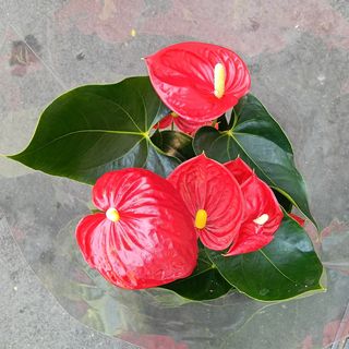 anthurium