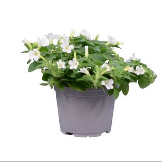 White Petunias