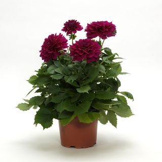 Red Dhalias