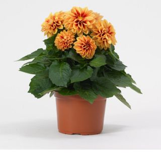 Orange Dhalia