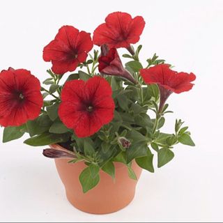 Red Petunias