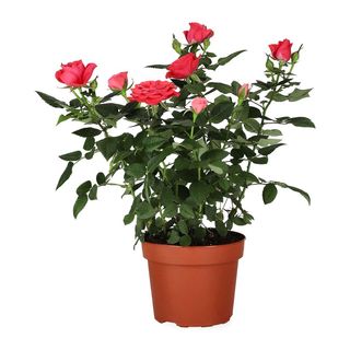 Potted Roses - Available in Red ONLY