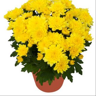 Yellow Chrysanthemum