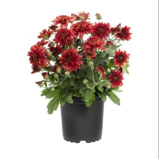 Red Chrysanthemums