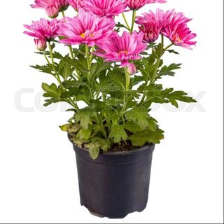 Pink Chrysenthamum