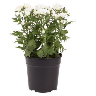 White Chrysenthemums