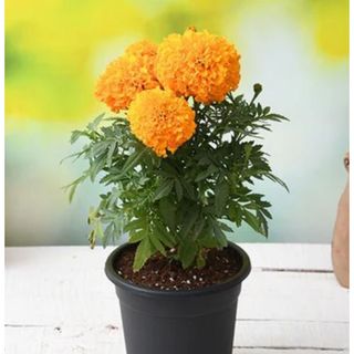 Orange Marigold