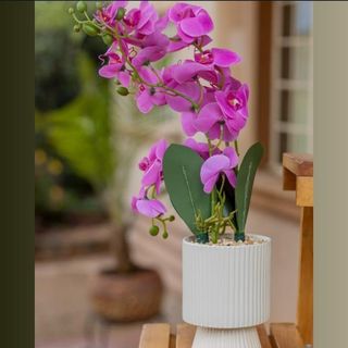 Plant + Vase