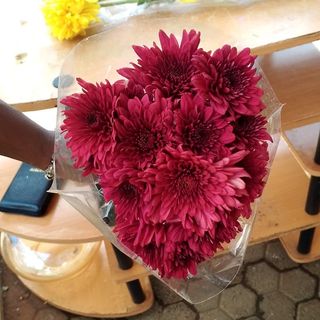 10 Stems of Maroon Mums