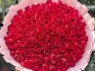 300 stems red roses