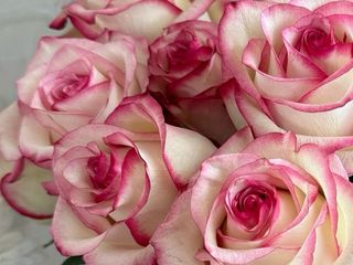 Variegated pink roses
