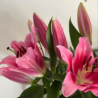 Premium Single stem Tigger lily