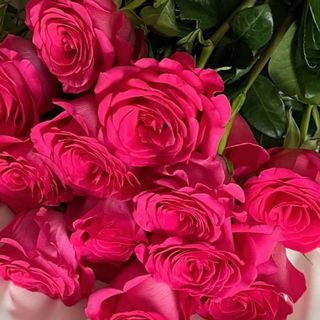 Hot pink roses