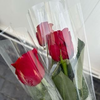 Red Rose