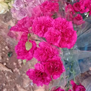 Dark purple carnation