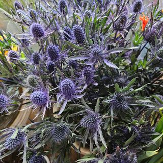 Eryngium (Sea Holly)