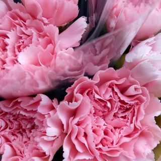 Pink carnation