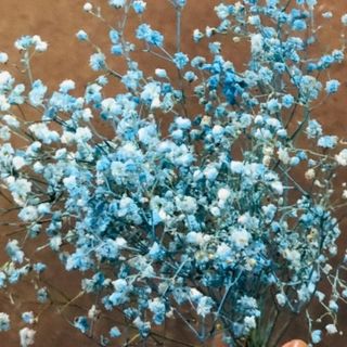 Blue baby's breath 