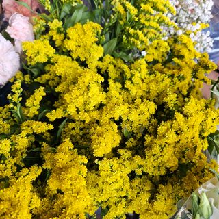 Solidago