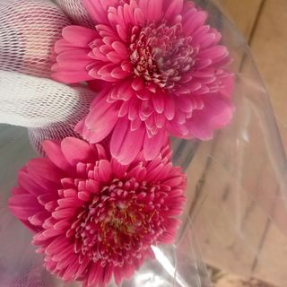 Pink  gerbera