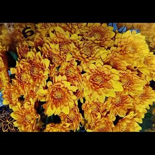Orange mums