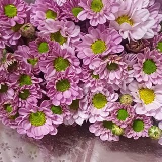 Pink. Mums