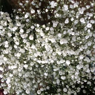 Baby's breath 