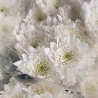 White mums 