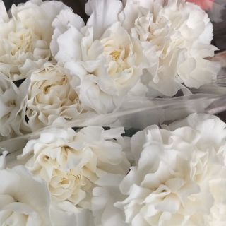 White carnation