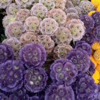 Purple and grey round ball 