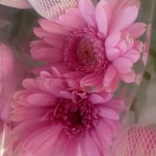 Babypink gerbera