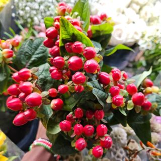 Hypericum Berries