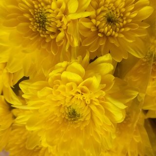 Yellow mums