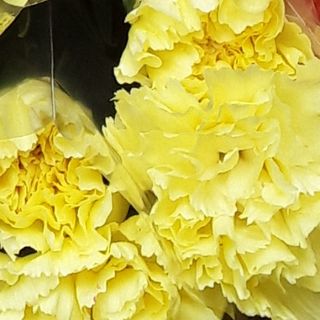 Yellow carnation