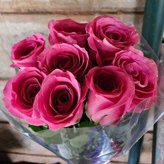 Pink Roses