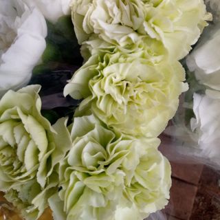 Green carnation