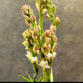 Tuberoses/jasmine