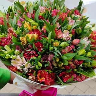 Garden of the firmanent