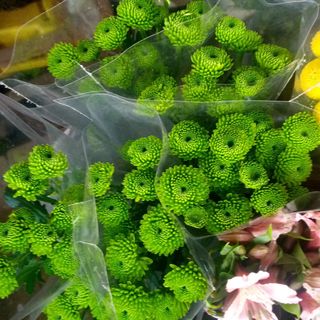 Green mums