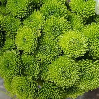 2 stems Green mum's