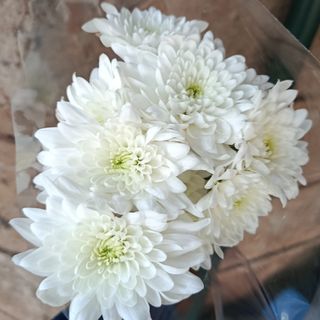 2 stems White mum's