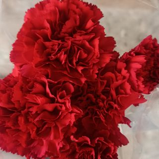 5 stems red carnations