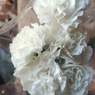 5 stems white carnations