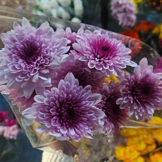 2 stems Lollipop mum's