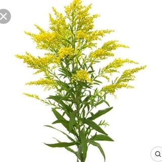 Solidago