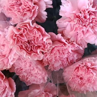 5 stems pink carnations