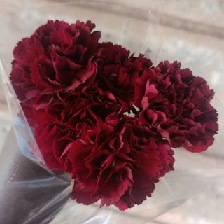 5 stems maroon carnations
