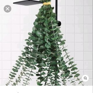Eucalyptus